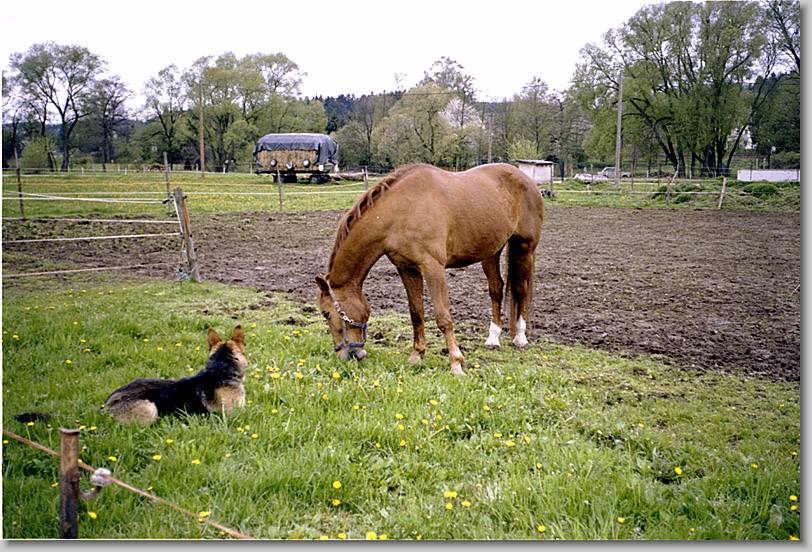 N�chstes Bild
