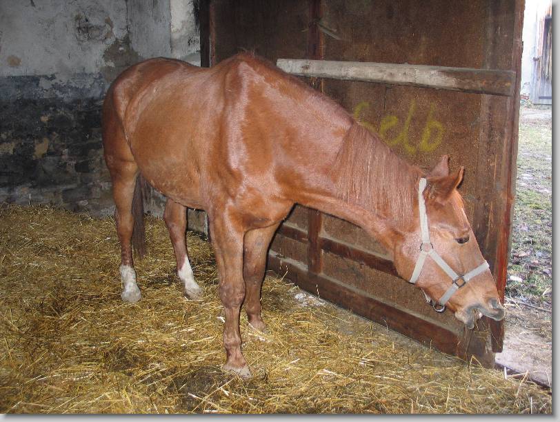 N�chstes Bild