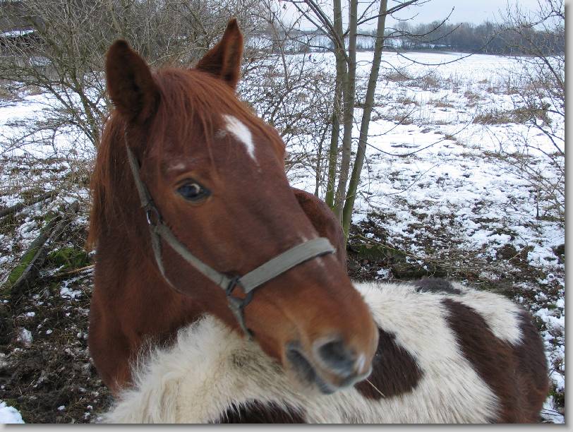 N�chstes Bild