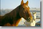 dinar2 * 1909 x 1244 * (3.63MB)